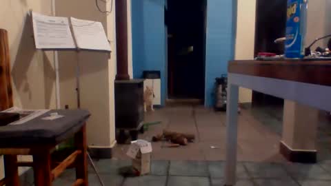 tanobi70 online show from 04.18.26