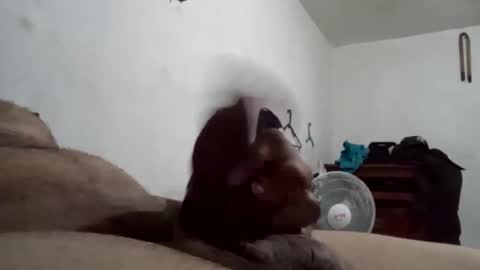 Snapshot of tobe557337 chatting on 12.17.24 tobe557337 online show from 12.17.24