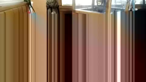 Snapshot of trypodman chatting on 12.25.24 trypodman online show from 12.25.24