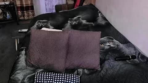 Snapshot of tviks chatting on 09.20.25 Lana online show from 09.20.25