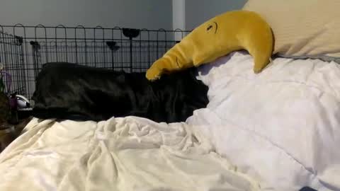 Snapshot of twinkybell chatting on 10.27.25 twinkybell online show from 10.27.25