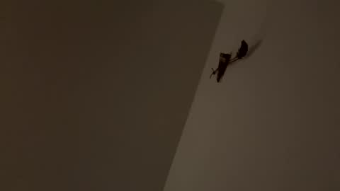 walter204 online show from 11.09.25