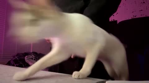 whatsinmystucco online show from 01.06.26