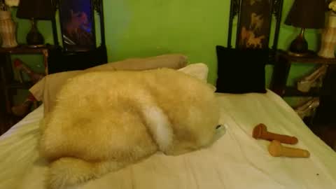 PAMPAM online show from 02.28.25