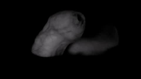 yeasayer online show from 10.08.25