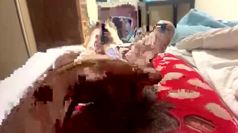 yourcelebritycrush online show from 03.30.26