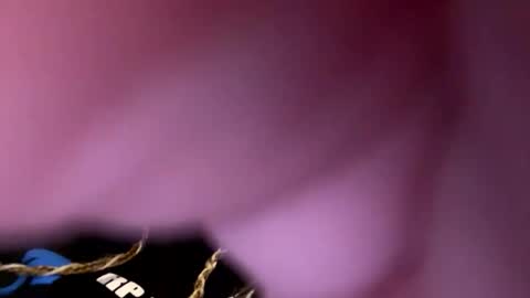 zapxxx69 online show from 03.16.26