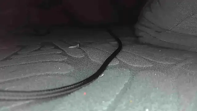 Snapshot of sclax38 chatting on 01.01.25 sclax38 online show from 01.01.25