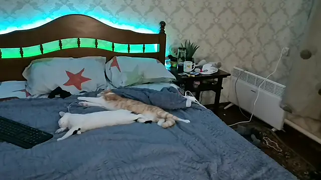 FelvivalKitty online show from 01.08.25