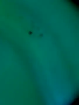 Snapshot of sm4lld1ck chatting on 10.31.25 sm4lld1ck online show from 10.31.25