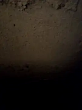 camila picante online show from 03.31.26