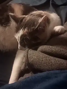 AmazonianMistress online show from 02.10.25