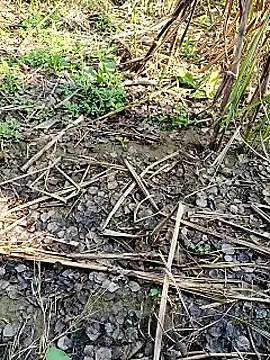 RockyNonStop online show from 02.11.25