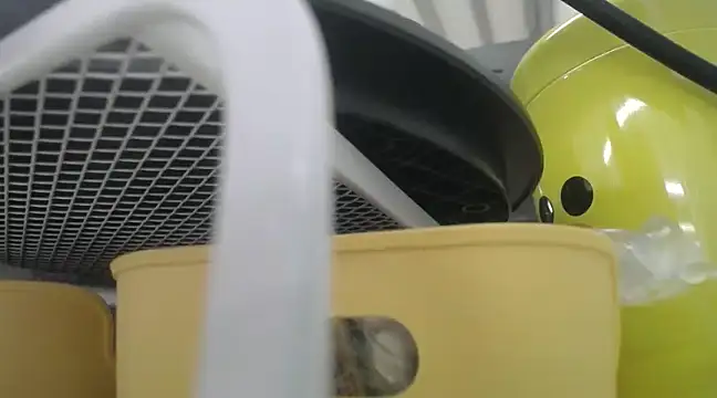 Lovensetest online show from 12.19.24