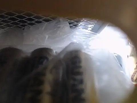 Lovensetest online show from 10.11.25