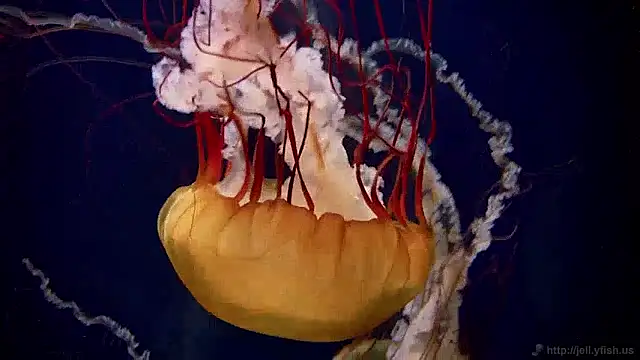 Snapshot of streamy_test11 chatting on 12.02.24 streamy test11 online show from 12.02.24