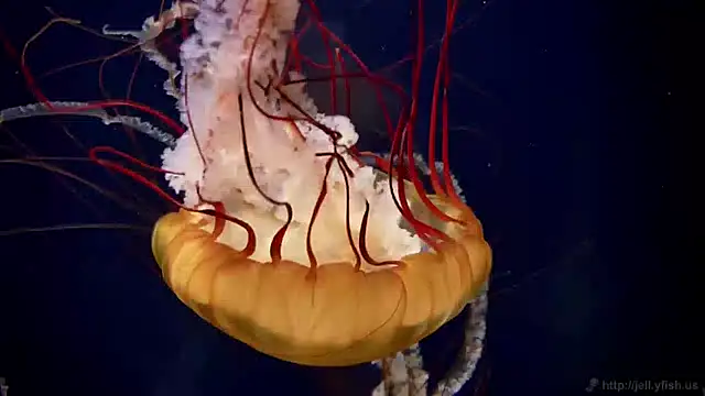 Snapshot of streamy_test11 chatting on 01.30.25 streamy test11 online show from 01.30.25