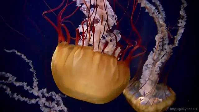 Snapshot of streamy_test11 chatting on 02.03.25 streamy test11 online show from 02.03.25