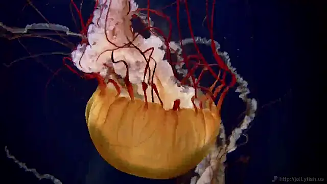 Snapshot of streamy_test11 chatting on 02.13.25 streamy test11 online show from 02.13.25