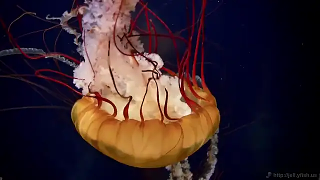 Snapshot of streamy_test11 chatting on 03.03.25 streamy test11 online show from 03.03.25