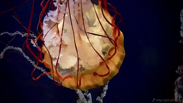 Snapshot of streamy_test11 chatting on 03.13.25 streamy test11 online show from 03.13.25