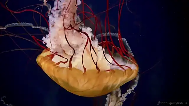 Snapshot of streamy_test11 chatting on 09.15.25 streamy test11 online show from 09.15.25