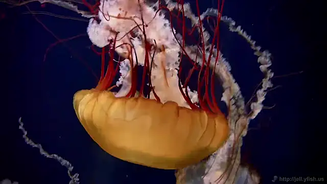 Snapshot of streamy_test11 chatting on 09.29.25 streamy test11 online show from 09.29.25