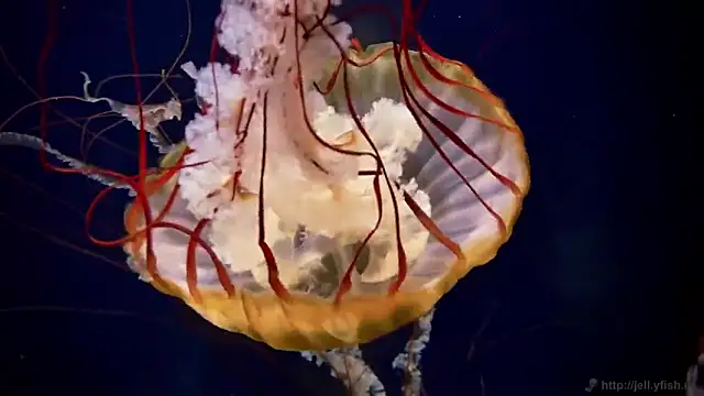 Snapshot of streamy_test11 chatting on 10.06.25 streamy test11 online show from 10.06.25