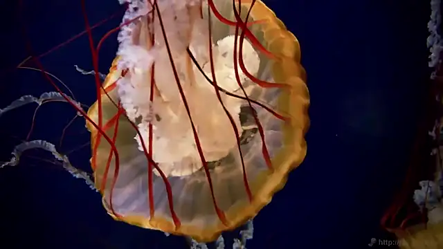 streamy test11 online show from 03.16.26