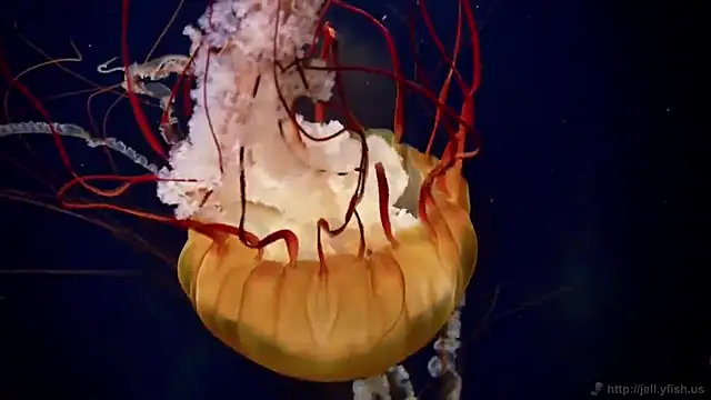 streamy test12 online show from 12.14.25