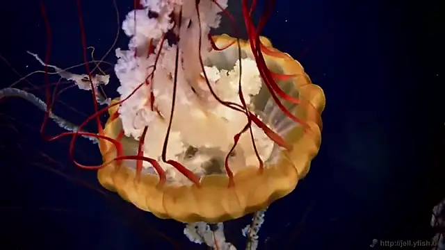 streamy test13 online show from 03.11.25