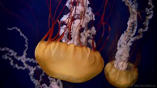 streamy test13 online show from 09.16.25