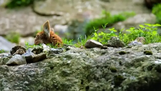 streamy test13 online show from 01.09.26