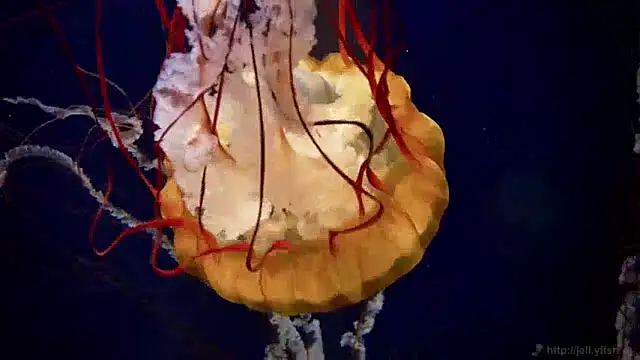 streamy test15 online show from 12.04.24