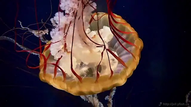 streamy test15 online show from 09.18.25