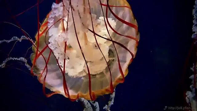 streamy test15 online show from 09.24.25