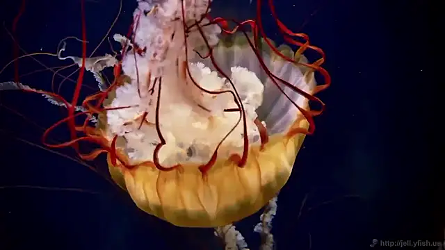 streamy test15 online show from 11.04.25