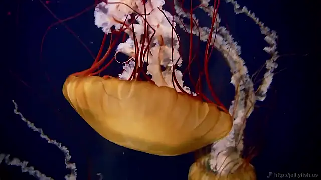 streamy test15 online show from 11.26.25