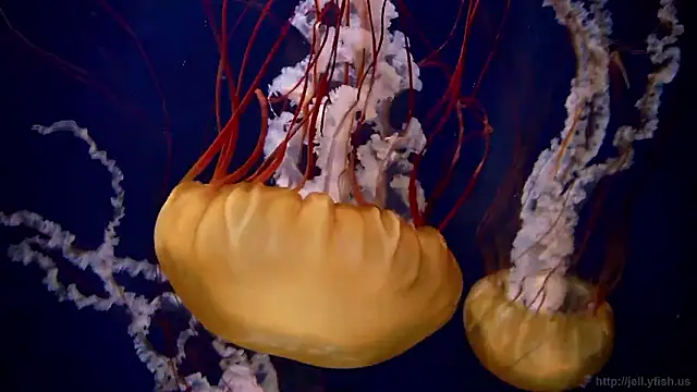 streamy test15 online show from 02.10.26