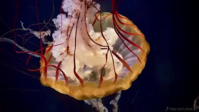 streamy test15 online show from 02.12.26