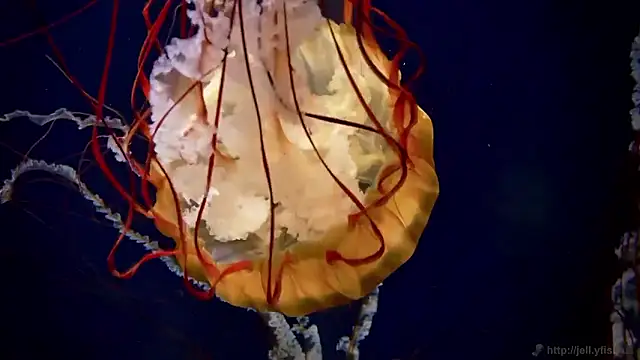 streamy test15 online show from 02.24.26