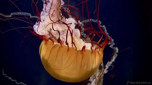 streamy test15 online show from 02.26.26