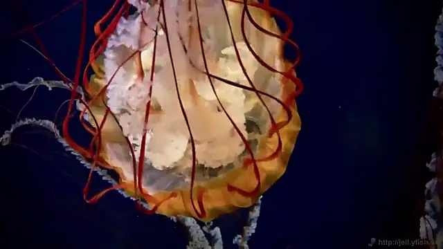 streamy test15 online show from 03.17.26