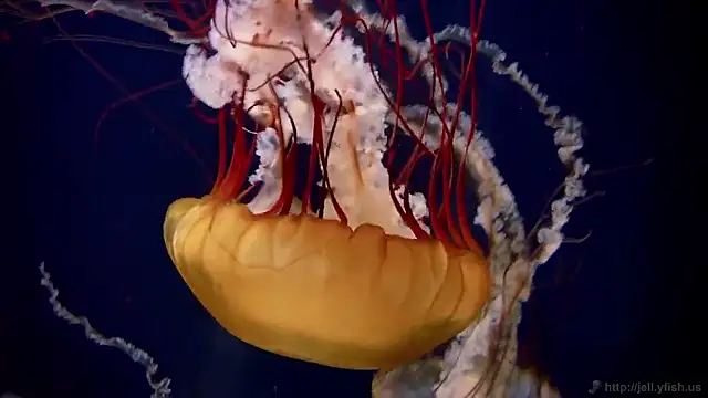 streamy test15 online show from 03.20.26