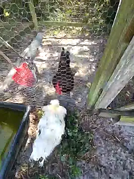 Mistress Melissa online show from 02.04.25