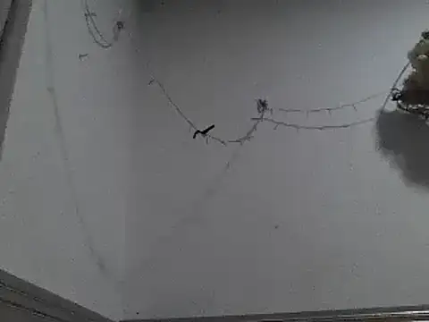 Snapshot of pedrodavid_ chatting on 12.08.24 pedrodavid  online show from 12.08.24