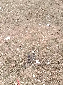 Sweet Dhara online show from 01.11.25