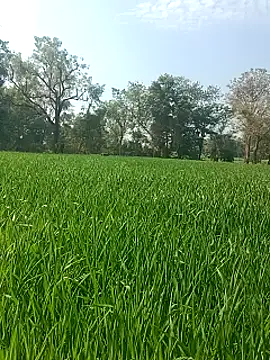 Sweet Dhara online show from 01.29.25