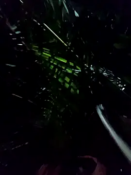 mis312 online show from 01.08.26