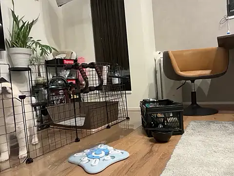 kensnb online show from 11.04.25